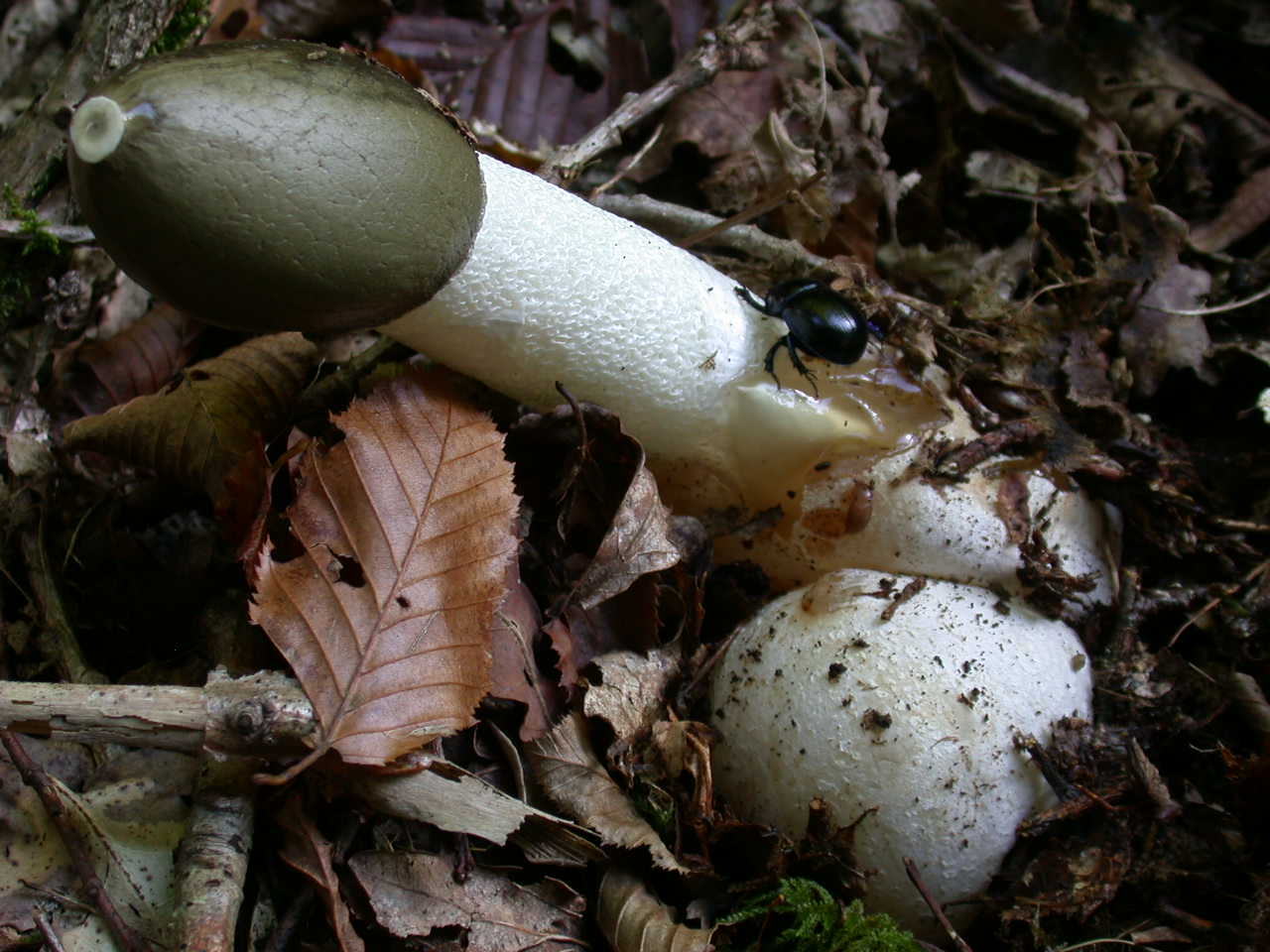 Fungo da Beutelsbach/Germania: Phallus hadriani